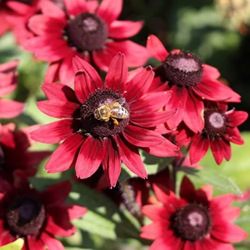 Rudbeckia hirta Cherry Brandy Seeds Black-Eyed Susan Flower Seeds 30Pcs Red Perennial - Image 2