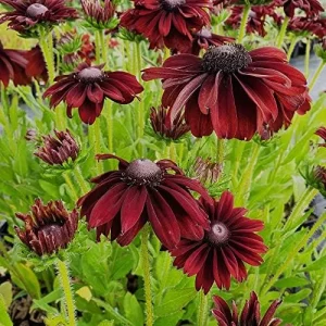 Rudbeckia hirta Cherry Brandy Seeds Black-Eyed Susan Flower Seeds 30Pcs Red Perennial - Image 3