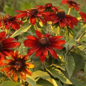 Rudbeckia hirta Cherry Brandy Seeds Black-Eyed Susan Flower Seeds 30Pcs Red Perennial - Image 4