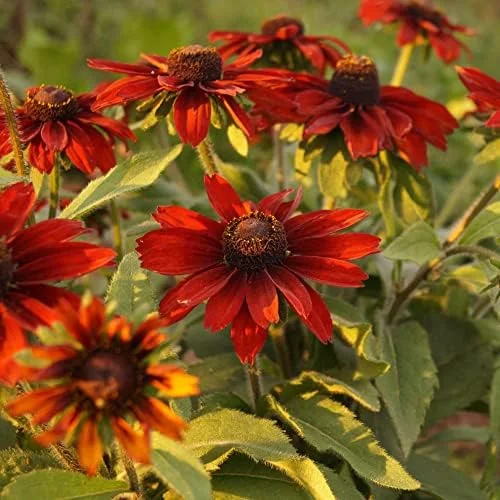 Rudbeckia hirta Cherry Brandy Seeds Black-Eyed Susan Flower Seeds 30Pcs Red Perennial - Image 4