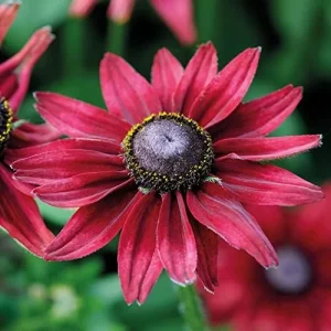Rudbeckia hirta Cherry Brandy Seeds Black-Eyed Susan Flower Seeds 30Pcs Red Perennial - Image 5
