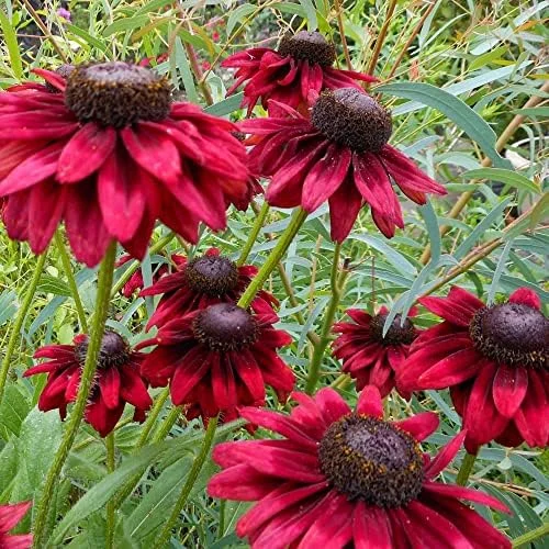 Rudbeckia hirta Cherry Brandy Seeds Black-Eyed Susan Flower Seeds 30Pcs Red Perennial - Image 6