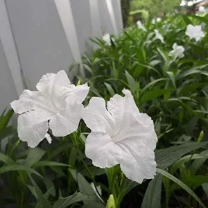Alternative view of Ruellia Simplex Seeds Perennial Flowers 30Pcs Purple Pink White Organic Outdoor Garden Borders Attract Pollinators