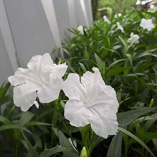 Ruellia Simplex Seeds Perennial Flowers 30Pcs Purple Pink White Organic Outdoor Garden Borders Attract Pollinators - Image 2