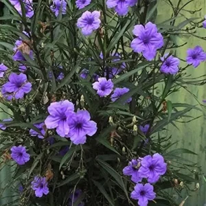 Ruellia Simplex Seeds Perennial Flowers 30Pcs Purple Pink White Organic Outdoor Garden Borders Attract Pollinators - Image 3