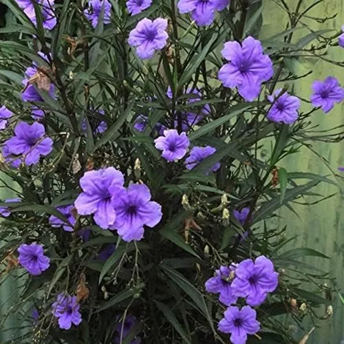 Ruellia Simplex Seeds Perennial Flowers 30Pcs Purple Pink White Organic Outdoor Garden Borders Attract Pollinators - Image 3