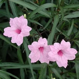 Ruellia Simplex Seeds Perennial Flowers 30Pcs Purple Pink White Organic Outdoor Garden Borders Attract Pollinators - Image 4