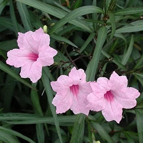 Ruellia Simplex Seeds Perennial Flowers 30Pcs Purple Pink White Organic Outdoor Garden Borders Attract Pollinators - Image 4