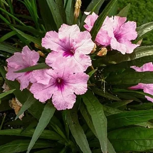 Ruellia Simplex Seeds Perennial Flowers 30Pcs Purple Pink White Organic Outdoor Garden Borders Attract Pollinators - Image 5