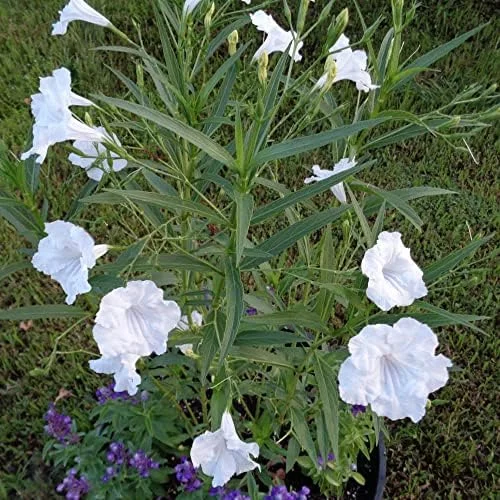 Ruellia Simplex Seeds Perennial Flowers 30Pcs Purple Pink White Organic Outdoor Garden Borders Attract Pollinators - Image 6