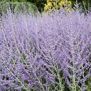 Russian Sage Seeds - Blue Steel Perovskia - 100 Sky Blue Flowers - Drought Tolerant Perennial Plant