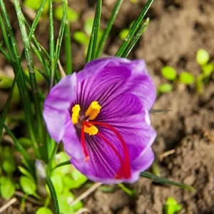 Alternative view of Saffron Herb Seeds 100Pcs Perennial Non-GMO Drought Tolerant Container Plant Red