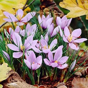 Saffron Herb Seeds 100Pcs Perennial Non-GMO Drought Tolerant Container Plant Red - Image 3
