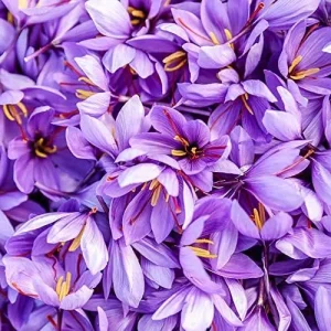 Saffron Herb Seeds 100Pcs Perennial Non-GMO Drought Tolerant Container Plant Red - Image 4