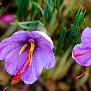 Saffron Herb Seeds 100Pcs Perennial Non-GMO Drought Tolerant Container Plant Red - Image 5