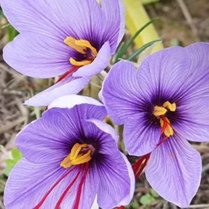 Saffron Herb Seeds 100Pcs Perennial Non-GMO Drought Tolerant Container Plant Red - Image 6