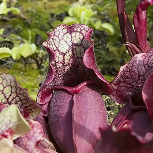 Sarracenia Purpurea Seeds, Purple, 25 Pcs, Outdoor Garden, Unique Pitcher Plant - Image 2