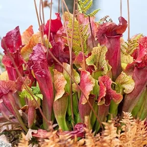 Sarracenia Purpurea Seeds, Purple, 25 Pcs, Outdoor Garden, Unique Pitcher Plant - Image 3
