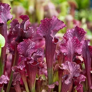 Sarracenia Purpurea Seeds, Purple, 25 Pcs, Outdoor Garden, Unique Pitcher Plant - Image 4