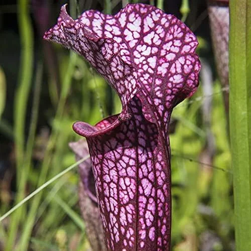 Sarracenia Purpurea Seeds, Purple, 25 Pcs, Outdoor Garden, Unique Pitcher Plant - Image 6