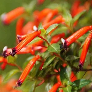 Alternative view of Scarlet Cuphea Ignea Seeds, 15 Pcs, Deer Resistant, Perennial Annual Flower Seeds, Potted Garden Plant, Attracts Pollinators