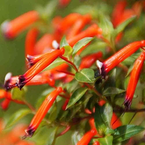 Scarlet Cuphea Ignea Seeds, 15 Pcs, Deer Resistant, Perennial Annual Flower Seeds, Potted Garden Plant, Attracts Pollinators - Image 2