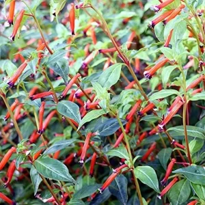 Scarlet Cuphea Ignea Seeds, 15 Pcs, Deer Resistant, Perennial Annual Flower Seeds, Potted Garden Plant, Attracts Pollinators - Image 3