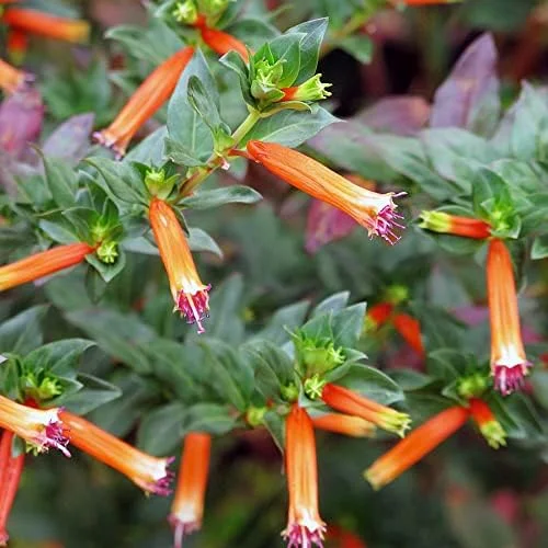 Scarlet Cuphea Ignea Seeds, 15 Pcs, Deer Resistant, Perennial Annual Flower Seeds, Potted Garden Plant, Attracts Pollinators - Image 4