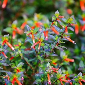 Scarlet Cuphea Ignea Seeds, 15 Pcs, Deer Resistant, Perennial Annual Flower Seeds, Potted Garden Plant, Attracts Pollinators - Image 5