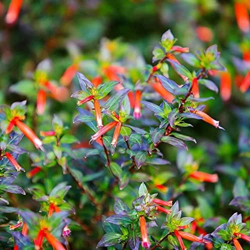 Scarlet Cuphea Ignea Seeds, 15 Pcs, Deer Resistant, Perennial Annual Flower Seeds, Potted Garden Plant, Attracts Pollinators - Image 5