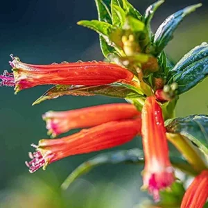 Scarlet Cuphea Ignea Seeds, 15 Pcs, Deer Resistant, Perennial Annual Flower Seeds, Potted Garden Plant, Attracts Pollinators - Image 6