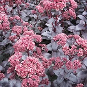 Sedum Seeds Emperor's Wave Stonecrop Perennial Deer Resistant Pink Purple 10 Pcs