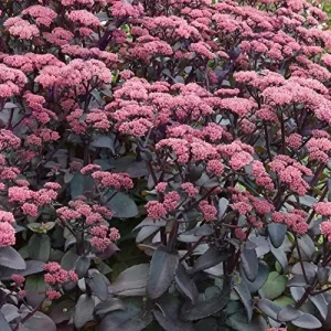 Alternative view of Sedum Seeds Emperor's Wave Stonecrop Perennial Deer Resistant Pink Purple 10 Pcs