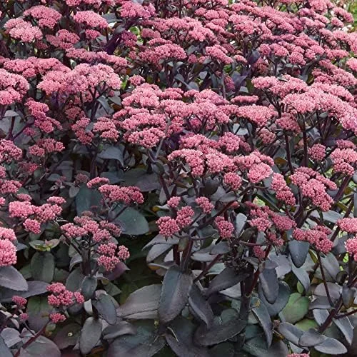 Sedum Seeds Emperor's Wave Stonecrop Perennial Deer Resistant Pink Purple 10 Pcs - Image 2