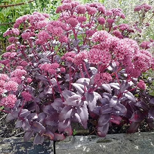 Sedum Seeds Emperor's Wave Stonecrop Perennial Deer Resistant Pink Purple 10 Pcs - Image 3
