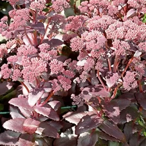 Sedum Seeds Emperor's Wave Stonecrop Perennial Deer Resistant Pink Purple 10 Pcs - Image 4