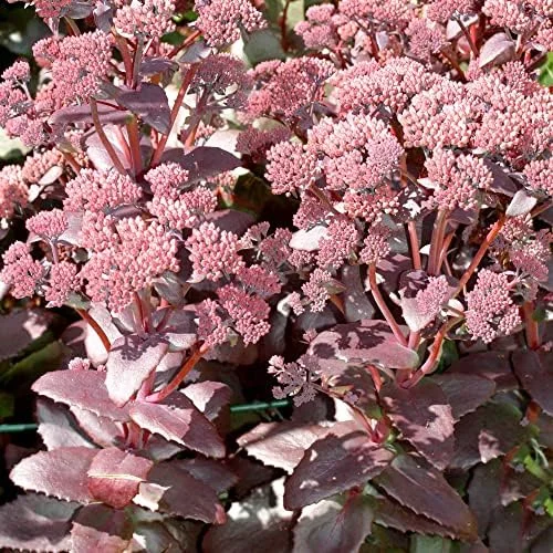 Sedum Seeds Emperor's Wave Stonecrop Perennial Deer Resistant Pink Purple 10 Pcs - Image 4