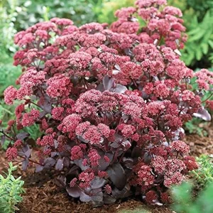 Sedum Seeds Emperor's Wave Stonecrop Perennial Deer Resistant Pink Purple 10 Pcs - Image 5