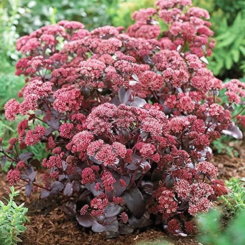 Sedum Seeds Emperor's Wave Stonecrop Perennial Deer Resistant Pink Purple 10 Pcs - Image 5