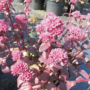 Sedum Seeds Emperor's Wave Stonecrop Perennial Deer Resistant Pink Purple 10 Pcs - Image 6