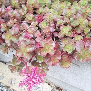 Sedum Spurium 'Dragon's Blood' Seeds, 50 Pcs, Red Green Evergreen Perennial, Drought Tolerant Ground Cover