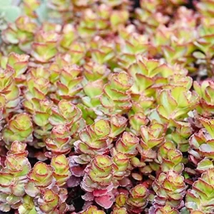 Alternative view of Sedum Spurium 'Dragon's Blood' Seeds, 50 Pcs, Red Green Evergreen Perennial, Drought Tolerant Ground Cover