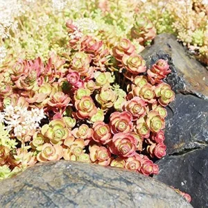 Sedum Spurium 'Dragon's Blood' Seeds, 50 Pcs, Red Green Evergreen Perennial, Drought Tolerant Ground Cover - Image 3