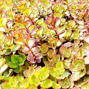 Sedum Spurium 'Dragon's Blood' Seeds, 50 Pcs, Red Green Evergreen Perennial, Drought Tolerant Ground Cover - Image 4