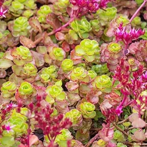 Sedum Spurium 'Dragon's Blood' Seeds, 50 Pcs, Red Green Evergreen Perennial, Drought Tolerant Ground Cover - Image 5