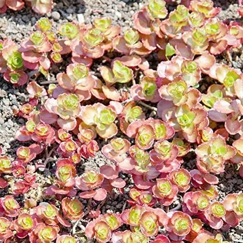 Sedum Spurium 'Dragon's Blood' Seeds, 50 Pcs, Red Green Evergreen Perennial, Drought Tolerant Ground Cover - Image 6