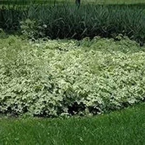 Snow on the Mountain Seeds - Euphorbia marginata - 25 Pack - Annual Flower Seeds - Easy Grow