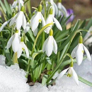 Snowdrop Seeds Galanthus Hardy Deer Rabbit Resistant Flower Seeds - 400 Pcs White GMO Free for Outdoor Beds & Borders