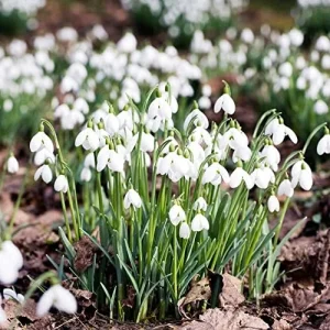 Alternative view of Snowdrop Seeds Galanthus Hardy Deer Rabbit Resistant Flower Seeds - 400 Pcs White GMO Free for Outdoor Beds & Borders