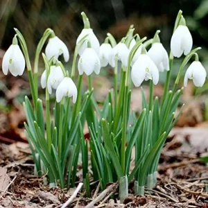 Snowdrop Seeds Galanthus Hardy Deer Rabbit Resistant Flower Seeds - 400 Pcs White GMO Free for Outdoor Beds & Borders - Image 3